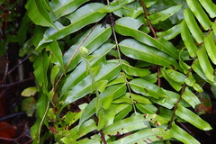 Nephrolepis biserrata