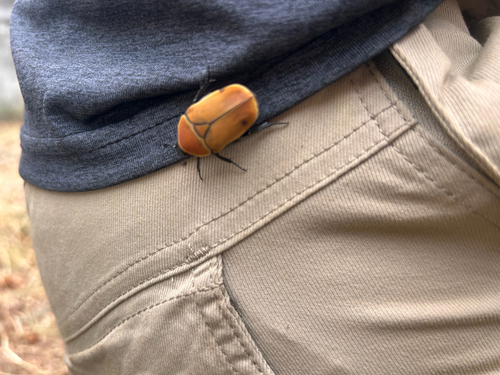 sun beetle