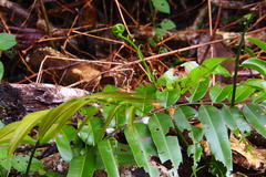 Stenochlaena palustris