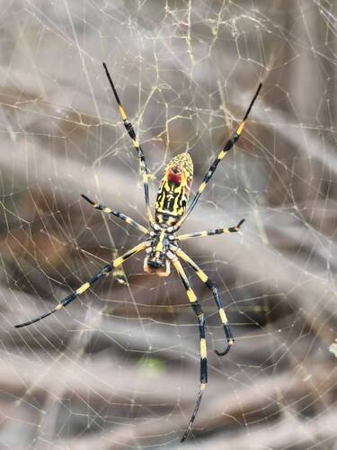 Joro Spider