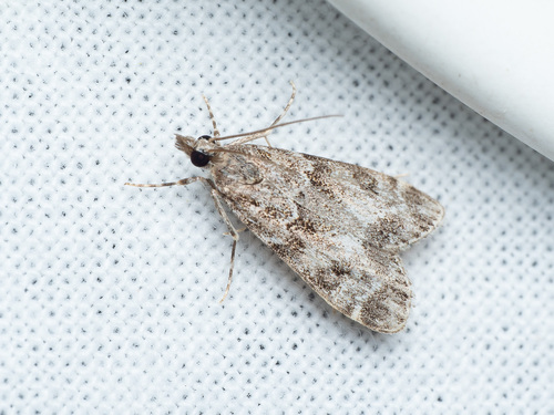 Small Grey, photo 2 of 7