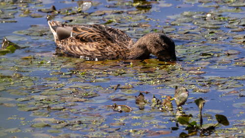 Mallard
