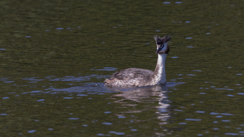Great Crested Grebe