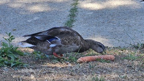 Mallard