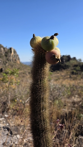Pilosocereus vilaboensis