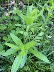 Lithospermum officinale