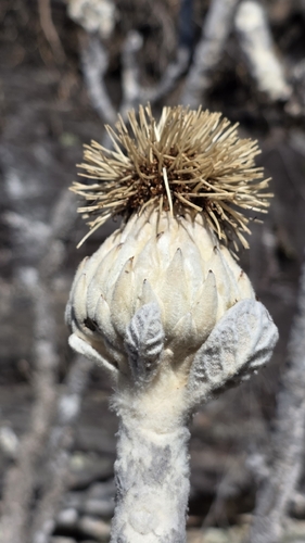 Wunderlichia mirabilis