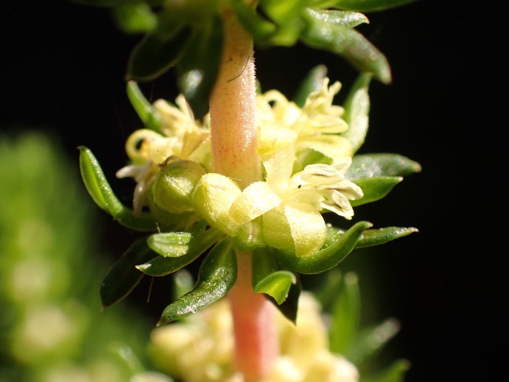 Anthospermum aethiopicum; photograph (c) Dave U, some rights reserved (CC BY-SA)
