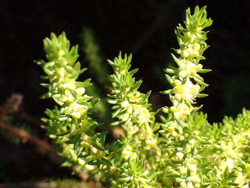 Anthospermum aethiopicum, photograph 2