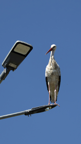 White Stork