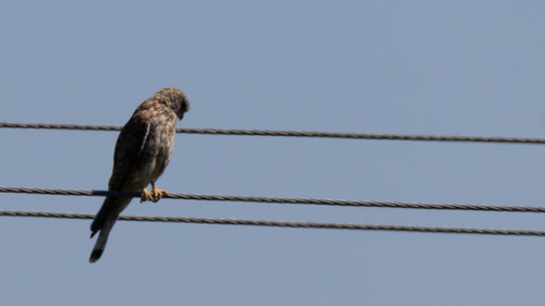 Eurasian Kestrel