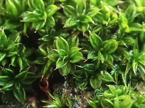 Marbled Screw-moss