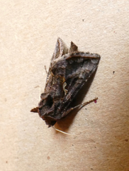 Autographa precationis