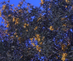 Angiospermae