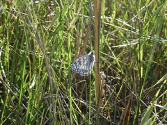 Melanargia arge