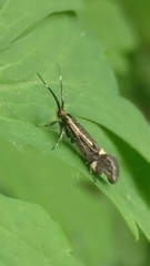 Esperia sulphurella