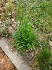 Campanula persicifolia