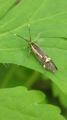 Esperia sulphurella