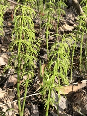 Equisetum sylvaticum