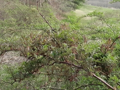 Rose rosette emaravirus