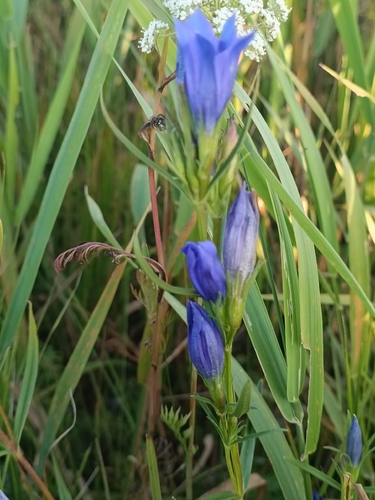 marsh gentian