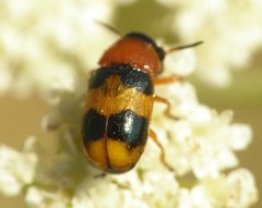 Coptocephala