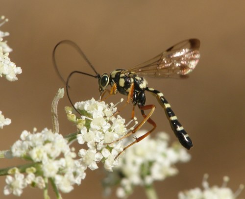 Syzeuctus irrisorius