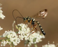 Syzeuctus irrisorius