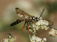 Syzeuctus irrisorius