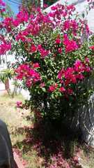 Bougainvillea