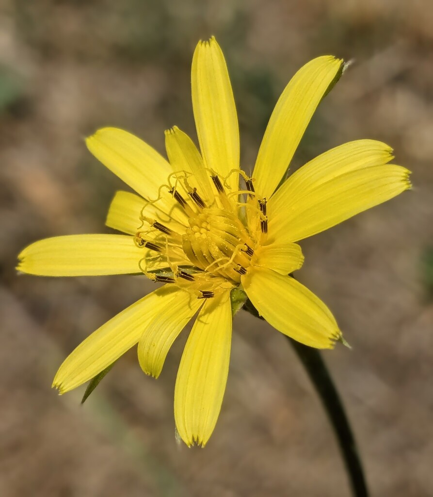 Tragopogon macrorhizus