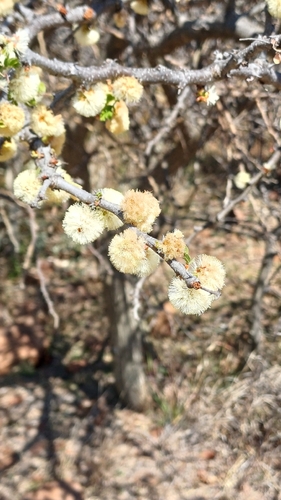 Black thorn
