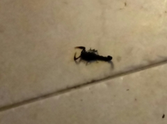Hottentotta judaicus