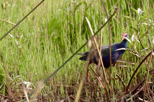 iNaturalist image