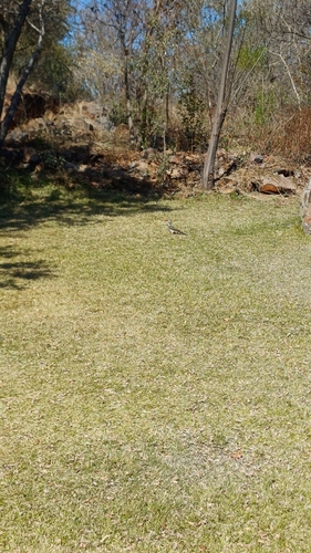 Southern Red-billed Hornbill