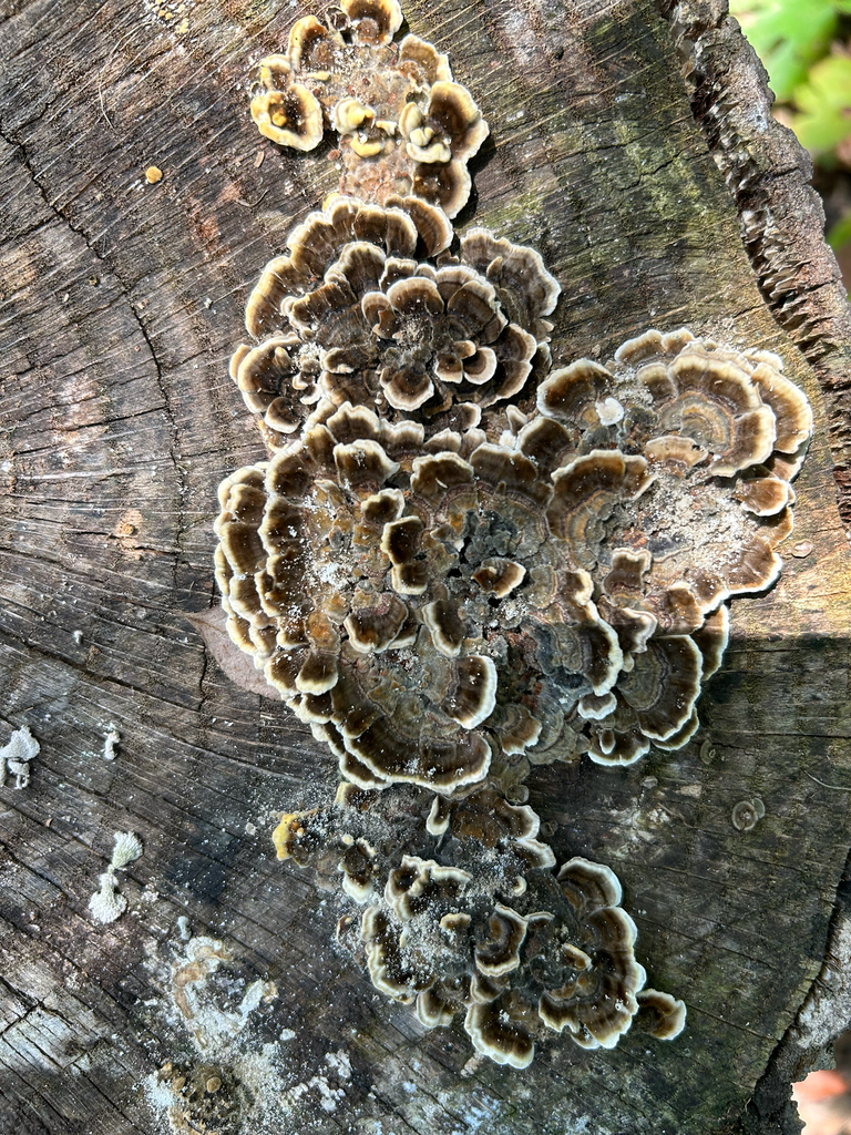 turkey-tail · August 2026 · photo: Photo: no rights reserved · iNaturalist