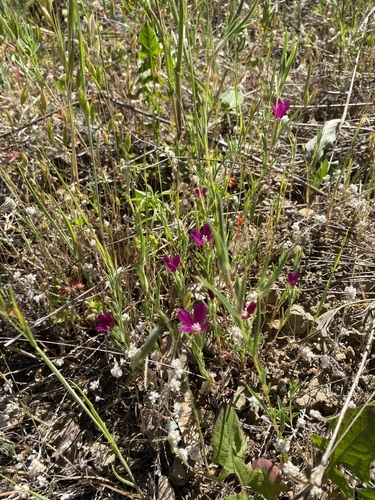 iNaturalist observation photo of Winecup Clarkia