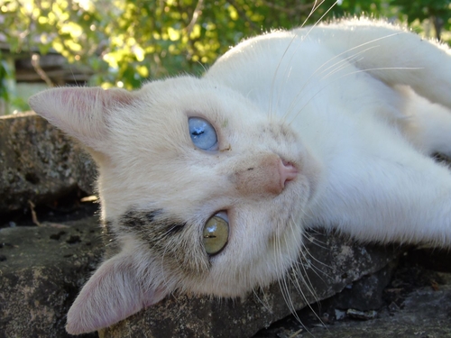 Domestic Cat