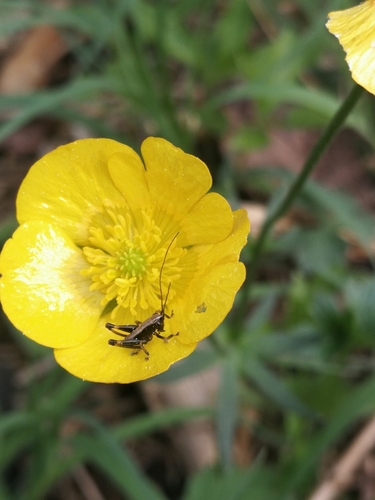 Dark bush-cricket
