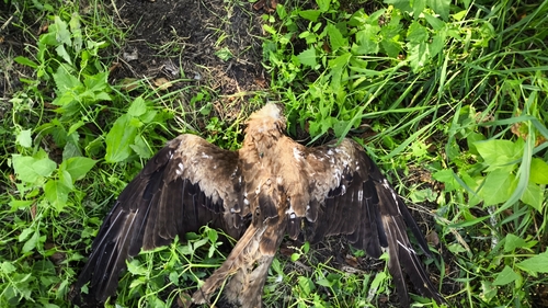 Black Kite