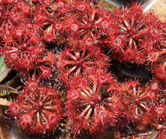 Drosera kaieteurensis