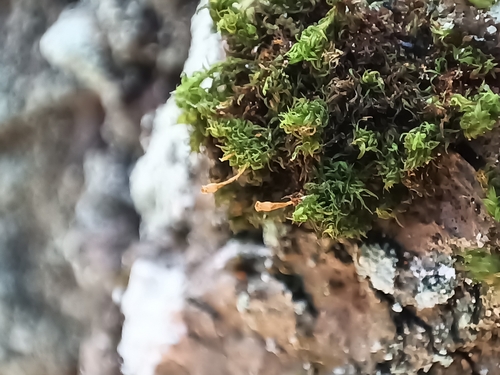 Ulota crispula observed 2026-08-16