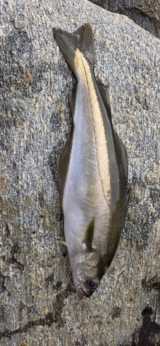 Atlantic Pollock