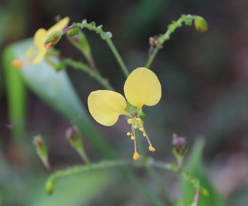 Clinging Aneilema