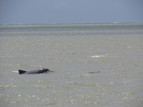 Guyana Dolphin
