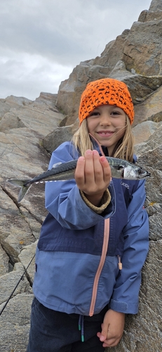 Atlantic Mackerel