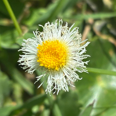 Erigeron procumbens