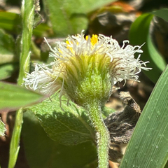 Erigeron procumbens, photograph (c) Aubrey French, some rights reserved (CC BY)