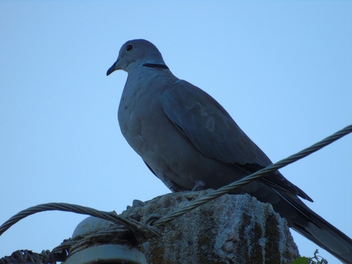 Eurasian Collared-Dove