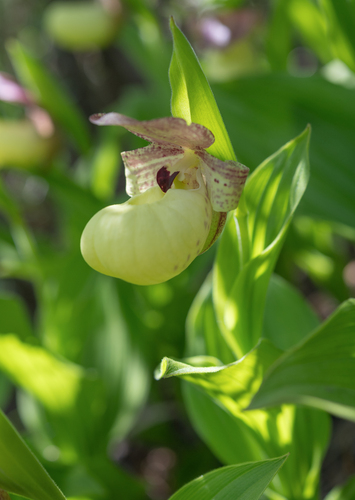 Cypripedium flavum, photograph 3